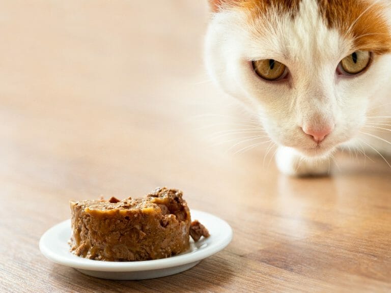 How to Get Cat to Eat Wet Food: Effective Tips for Cats to Eat Wet Food