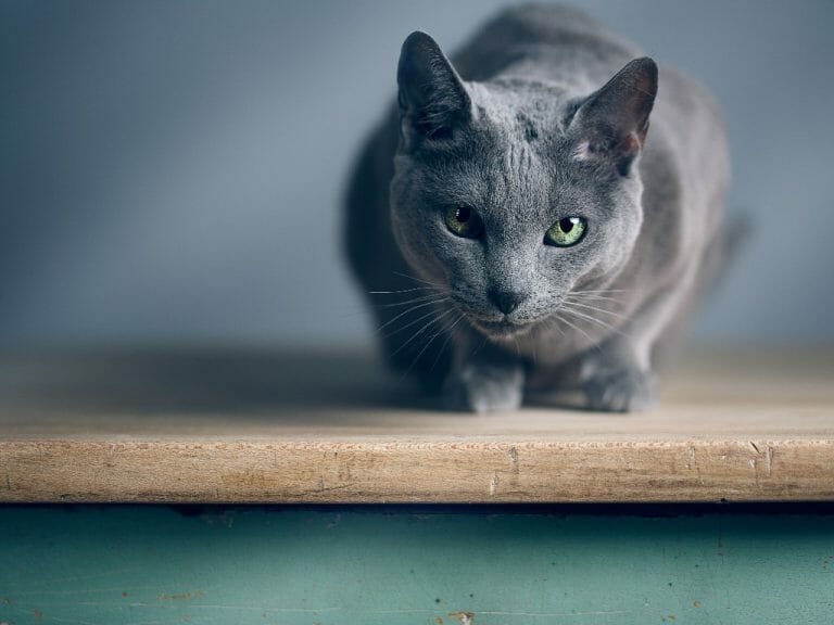 Best Brush for Russian Blue Cat: All About Russian Blue Cats