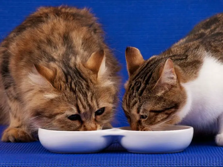 Can a Cat Drink Too Much Water: Reasons Why Cats Drink a Lot of Water