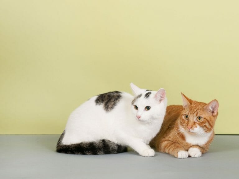 Male vs. Female Cat for Pet: Choosing a Suitable Pet Cat for You