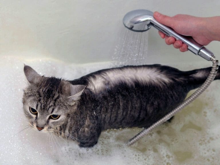Can Cats Use Human Shampoo: A Guide to Safely Using This Product on Your Pet
