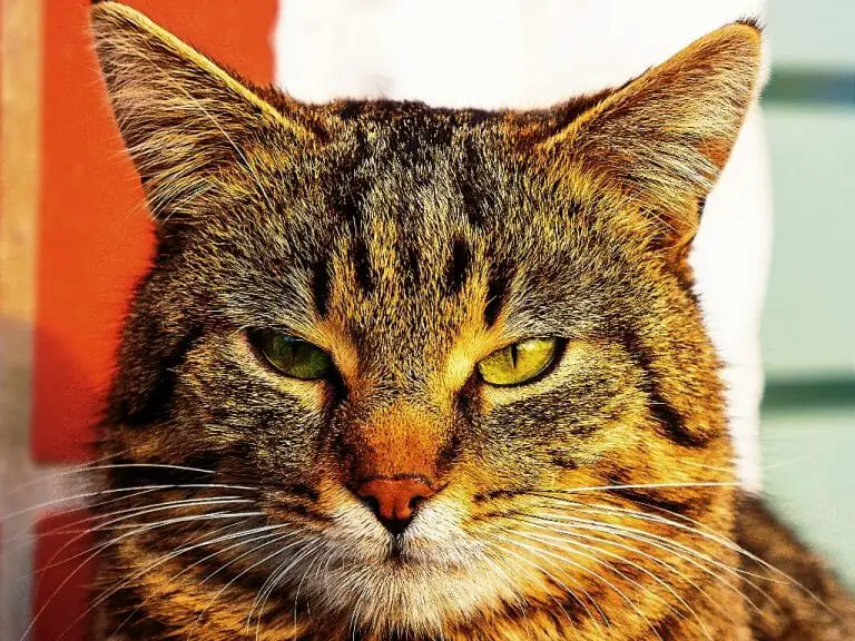 Do Cat Whiskers Have Nerves: Understanding the Importance of Whiskers to Your Pet Kitty