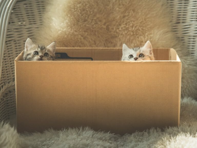 How to Hide the Cat Litter Box: The Ultimate Guide to Keeping It Hidden