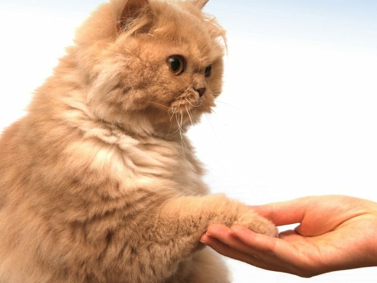 How to Teach a Cat to Shake: Training Your Cats to Do Tricks