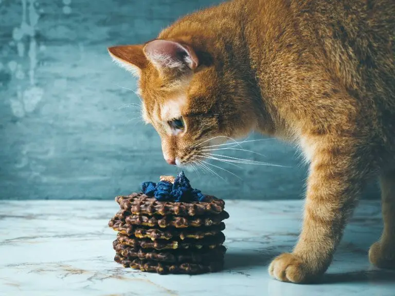 Will Chocolate Kill a Cat: Why You Should Refrain From Feeding Your Cat Chocolates