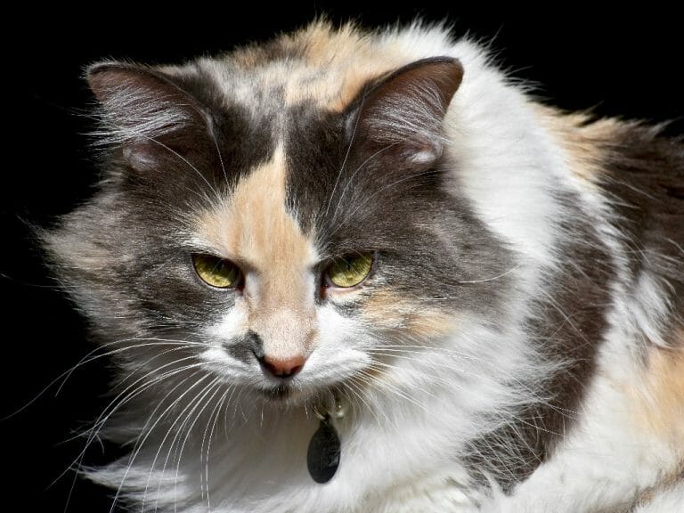 Why Are Cats So Mean: Possible Reasons for Cats’ Aggression