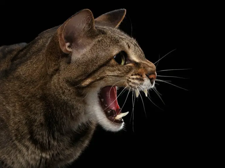 The Most Aggressive Big Cats in the World: List of Aggressive Big Cats