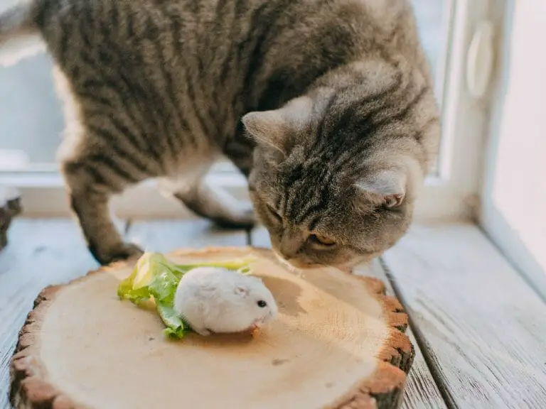 Do Cat Kill Rats: Role of Cats to Combat Rodent Illnesses