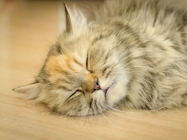 How to Make a Cat Sleep Instantly: Tips to Make Your Cat Sleep Faster