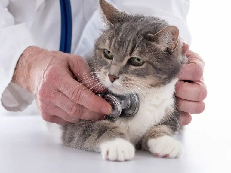 Can Cats Get Parvo: Understanding How Cats Contract the Parvovirus