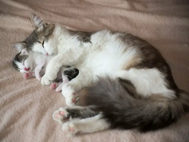 Best Cat Breeds for Cuddling: The 10 Best Cuddle Kitties