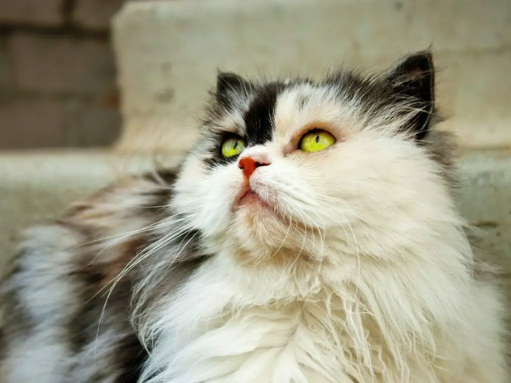 Do Persian Cats Eat Mice: List of Cat Breeds That Hunt Mice
