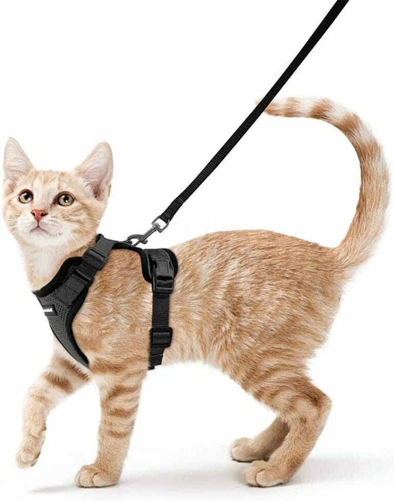 Can You Use a Dog Harness on a Cat: Choosing the Right Harness for Your Cat