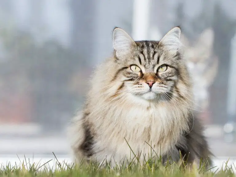 Does Cat Fur Grow Back: Understanding Cat Hair Regrowth and Why It Does Not Always Occur