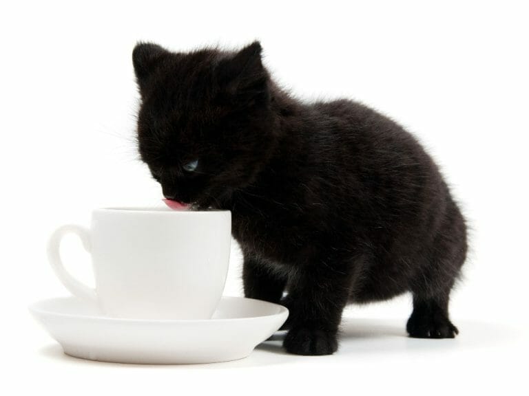 Can Cats Drink Almond Milk: The Health Benefits and Precautions in Giving Almond Milk to Your Kitty