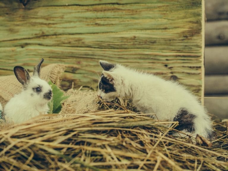 Does Cat Eat Rabbit: Cat and Rabbit Relationship