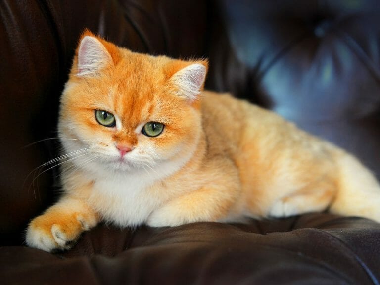 What Cat Breed Is Garfield: 7 Cat Breeds to Consider if You Love Garfield