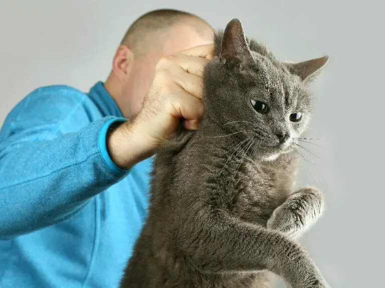 How to Grab a Cat by the Scruff: Understanding the Problems With Scruffing Your Pet