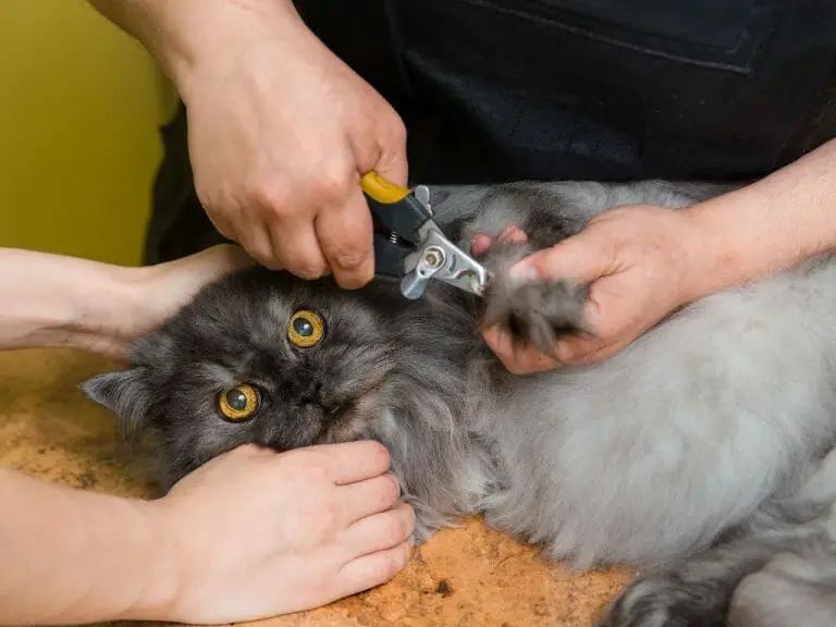 How to Cut Cat Hair: Tips to Groom Your Cat