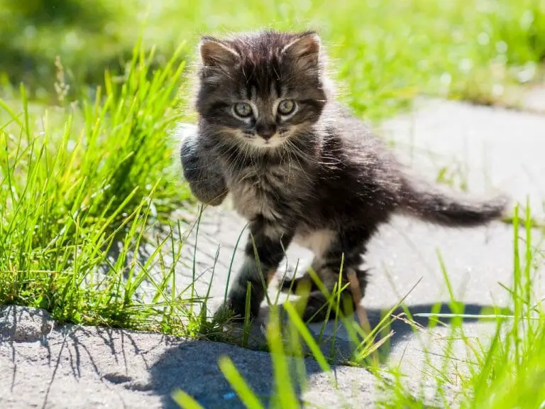 How to Take Cat Out for a Walk: Tips to Roam With Your Cat Safely