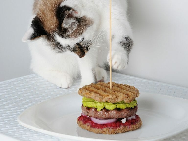 Does a Cat Eat Bread: Safely Feeding Bread to Your Pet