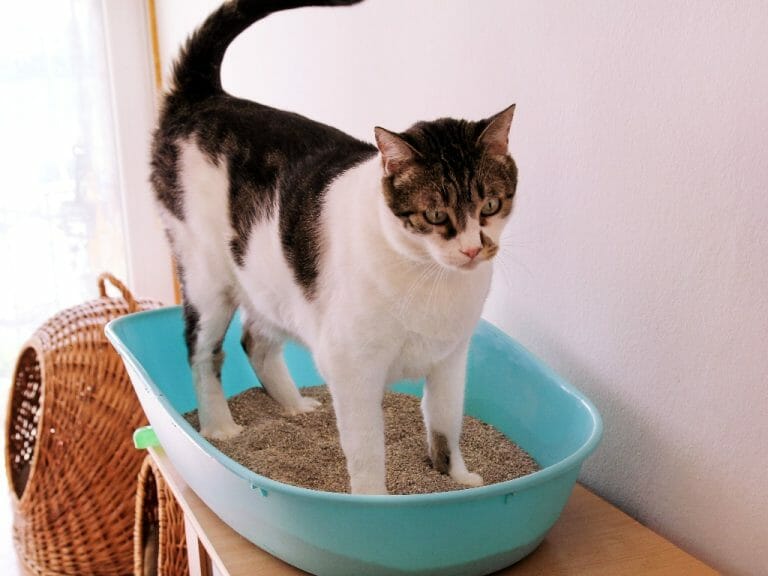 Best Place to Put Cat Litter Box: Ideas on Where to Put Your Litter Box