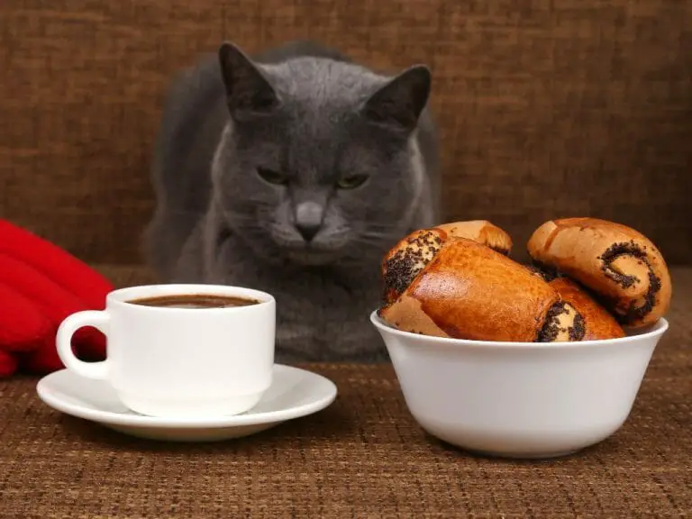Can Cat Taste Sweet: Identifying if Your Cats Have a Sweet Tooth