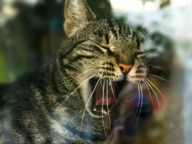 Cat Yawning a Lot: Reasons Why Cats Seem to Always Yawn