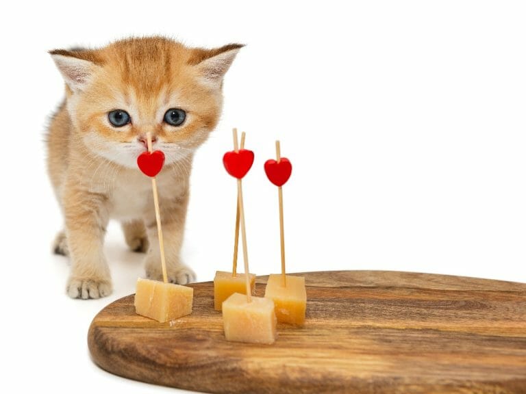 Can My Cat Eat Cheese: Dairy Products to Avoid Giving to Your Cats