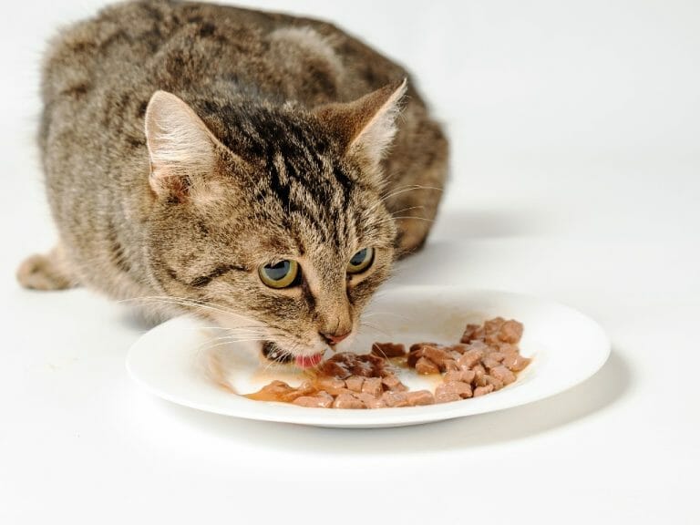 Can My Cat Eat Dog Food: Identifying the Best Diet for Your Cat