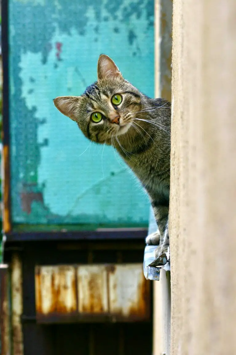 Cat Spraying vs. Peeing: What You Should Know About This Behavior