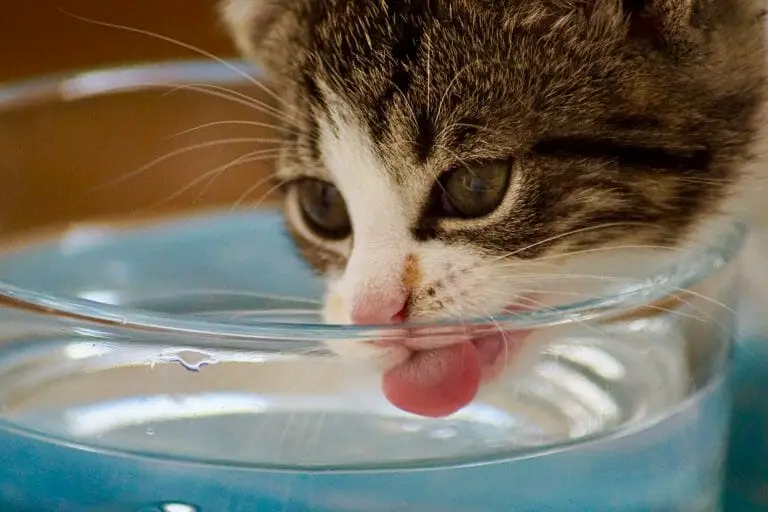 Why Cat Drinks a Lot of Water: Causes of Increased Water Consumption