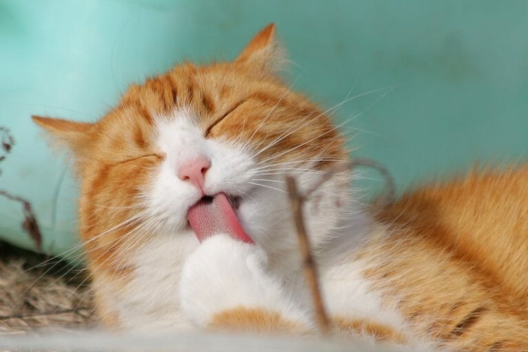 Why Do Cats Make Weird Noise: Different Kinds of Cat Noises and Their Causes