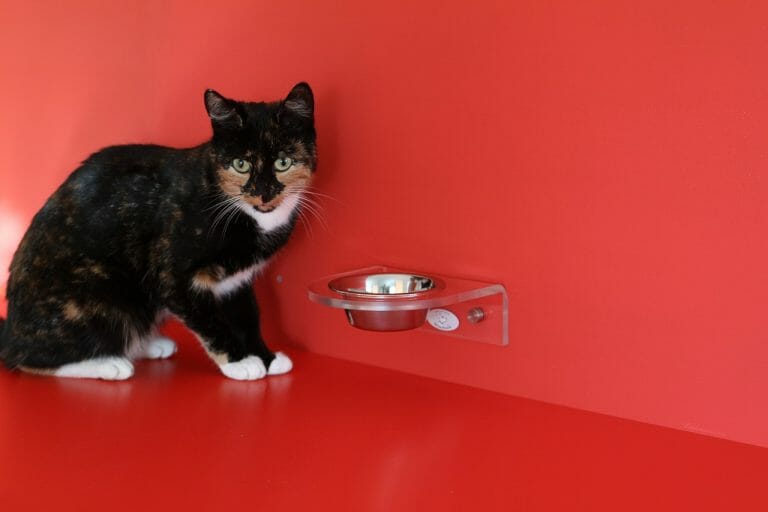 Are Raised Cat Bowls Better: Bowls and Elevated Feeders and Their Benefits