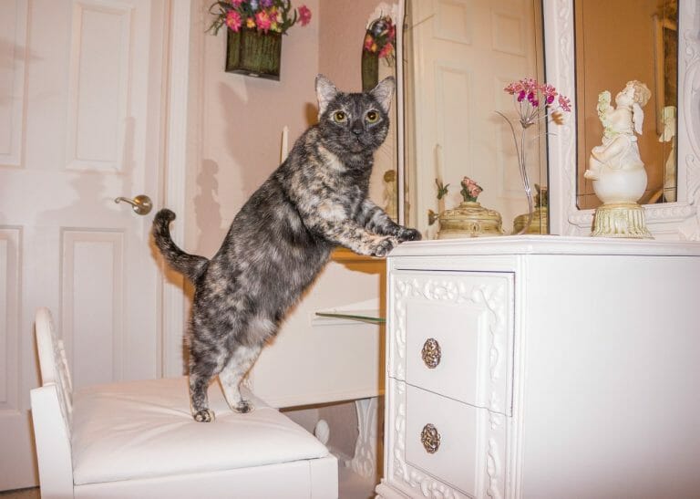 What Is a Tortie Cat: Everything You Need to Know About This Breed