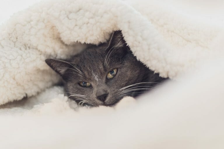 How to Wash Cat Bed: Maintaining Your Cat’s Bed Clean