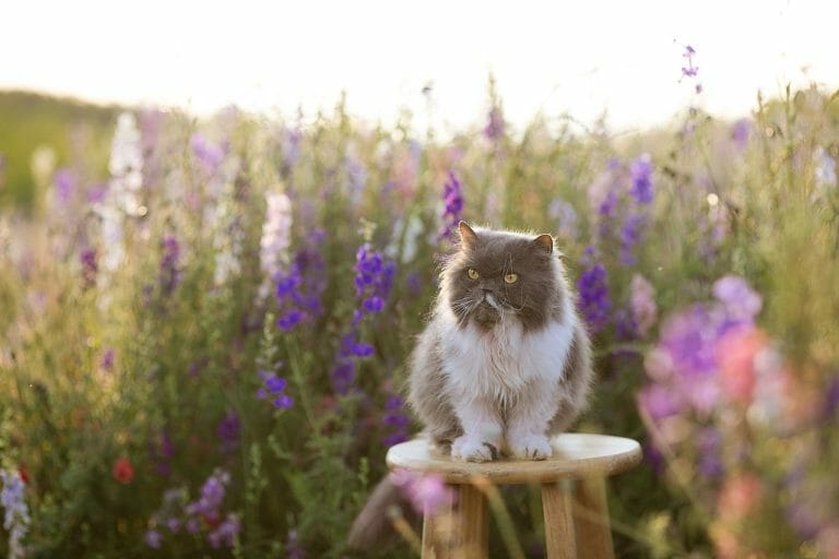 How Often Should Persian Cats Be Bathed: Grooming Your Persian Cat