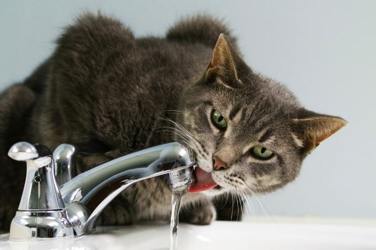 How to Increase Cat Water Intake: Dehydration and How to Avoid It