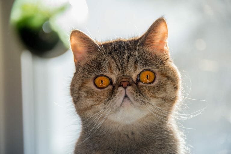 The Most Expensive Cat Breeds: A List of the Most Luxurious Cats in the World