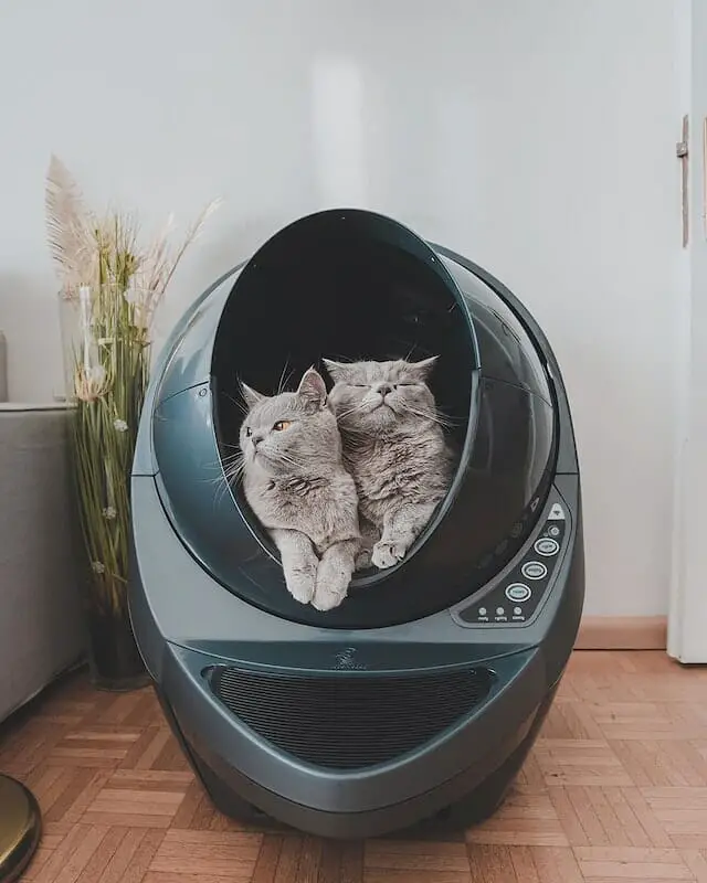 How to Dissolve Cat Litter: Introducing Flushable Litter