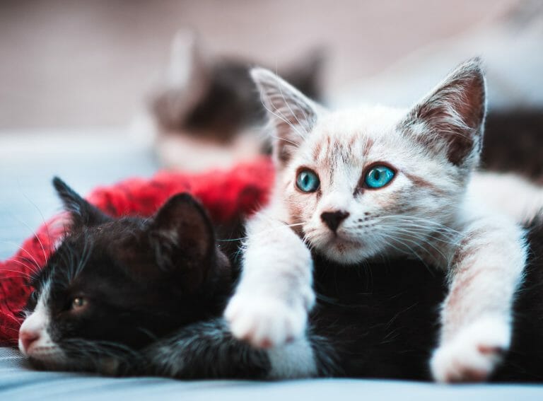 Female Cats vs. Male Cats: The Differences You Need to Know
