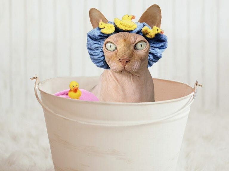 How to Get Your Cat to Like Baths: Tips to Make Your Cats Take a Bath
