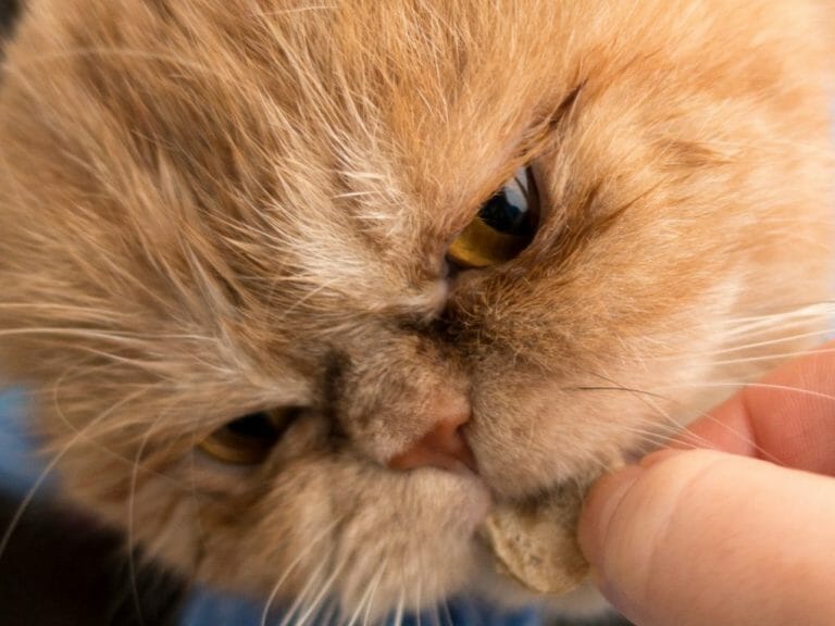 Can Persian Cats Eat Raw Meat: A Guide to Safely Feeding Your Pet Cat