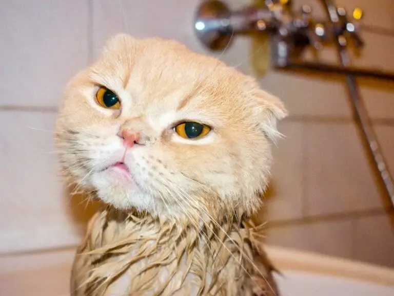 Do Persian Cats Like Water: Grooming and Bathing Your Persian Cat