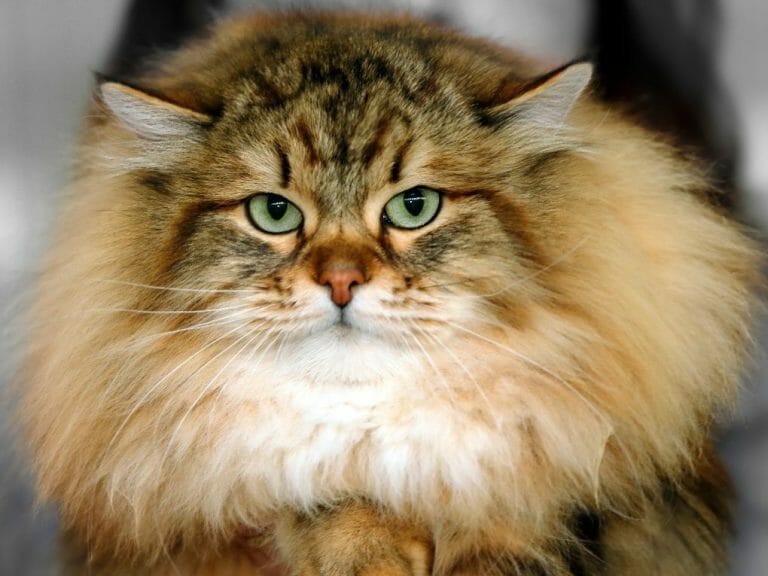 Why Is My Persian Cat Not Fluffy: Reasons Why Cat’s Fur Is Soft