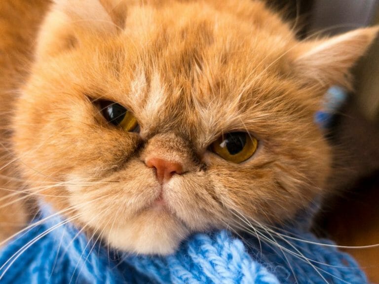 Are Persian Cats Affectionate: Tips and Signs That Your Persian Cats Is Affectionate