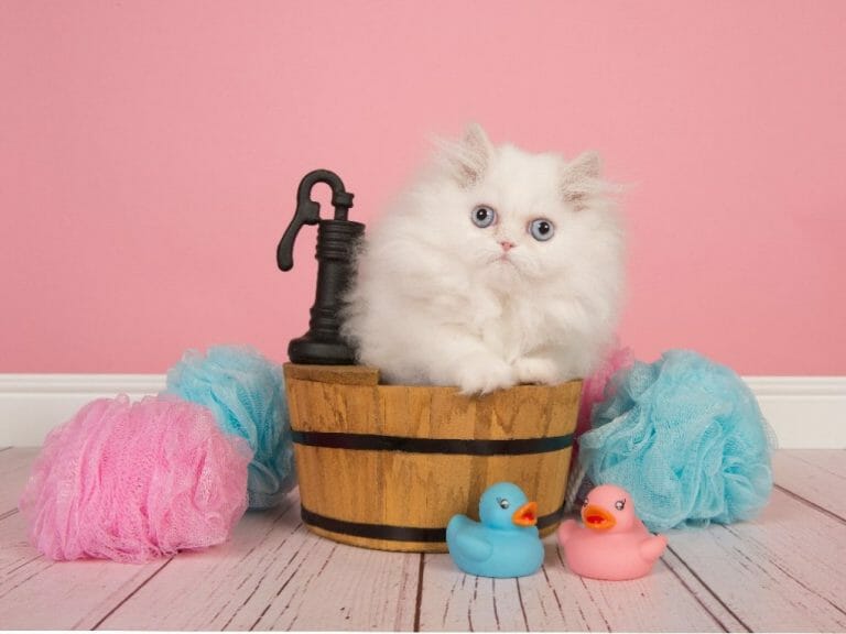 Why Are Persian Cats So Popular: Facts About Persian Cats