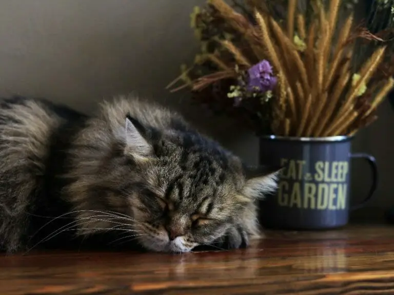 Why a Persian Cat Always Sleeping: Understanding This Breed’s Sleep Habits and Why It May Rest Too Much
