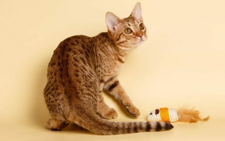 Is My Cat an Ocicat: Signs and Facts That You May Have a Feline Freaky Friend