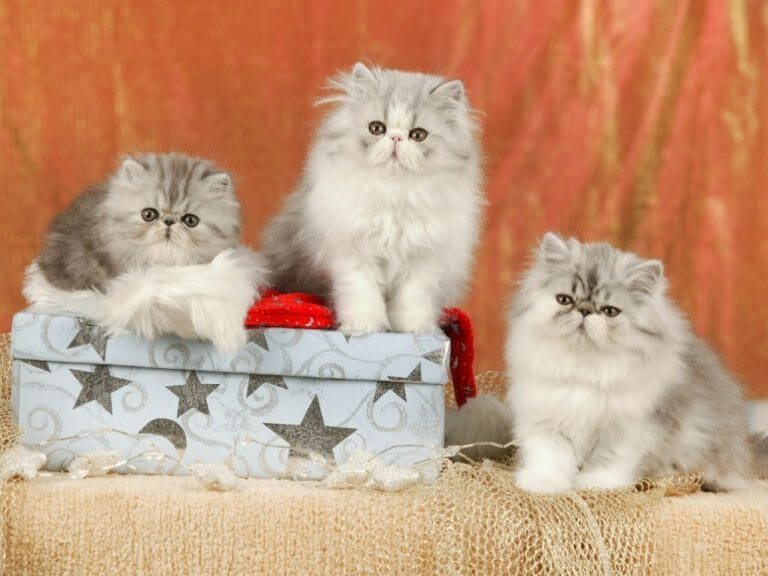 Are Persian Cats Good Pets: The Pros and Cons of Owning This Breed